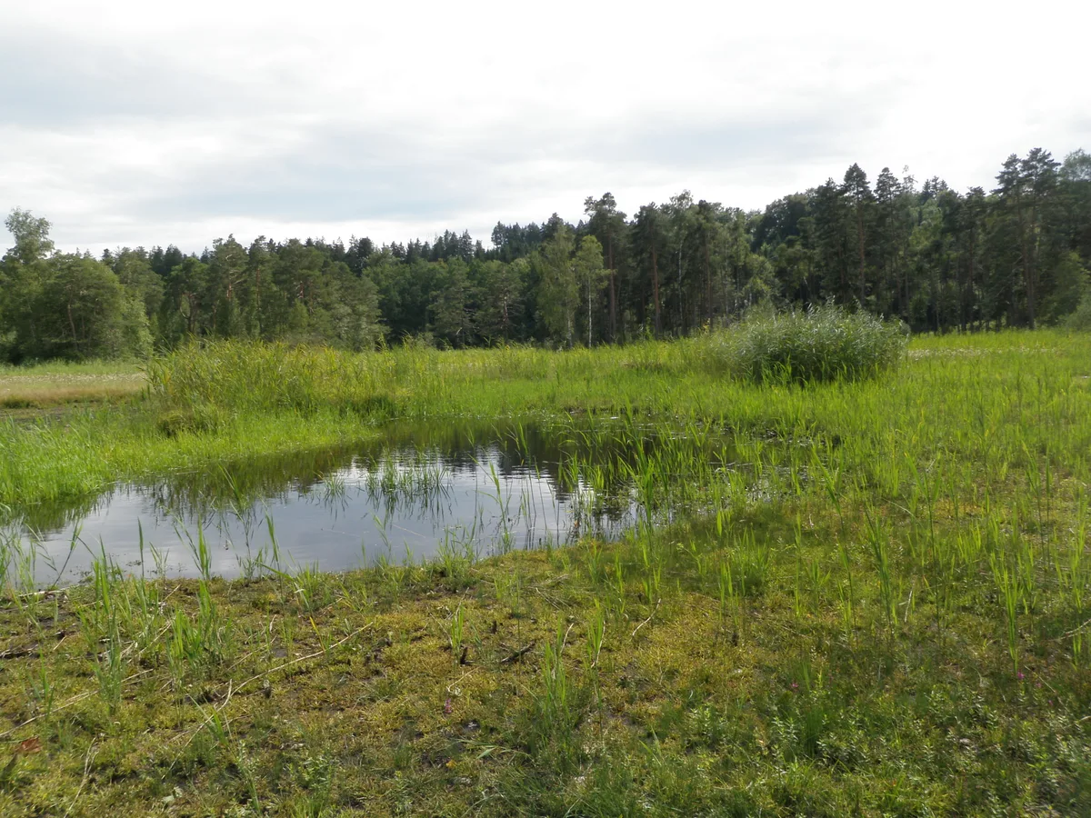 Man sieht einen Flachweiher und eine Grasfläche.